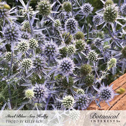 Steel Blue Sea Holly Seeds