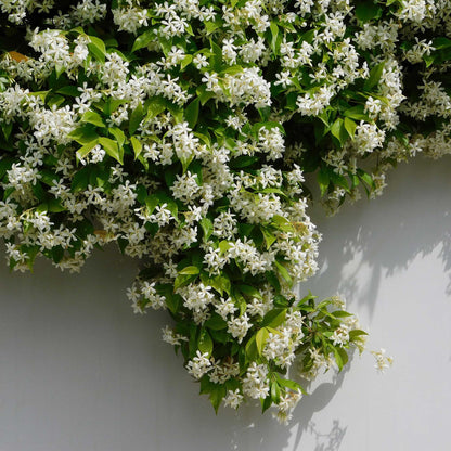 Star Jasmine