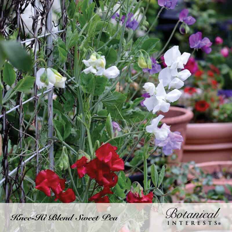 Knee-Hi Blend Sweet Pea Seeds