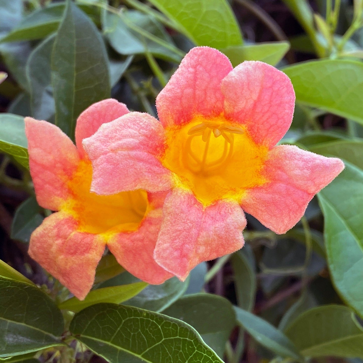 Tangerine Beauty Crossvine