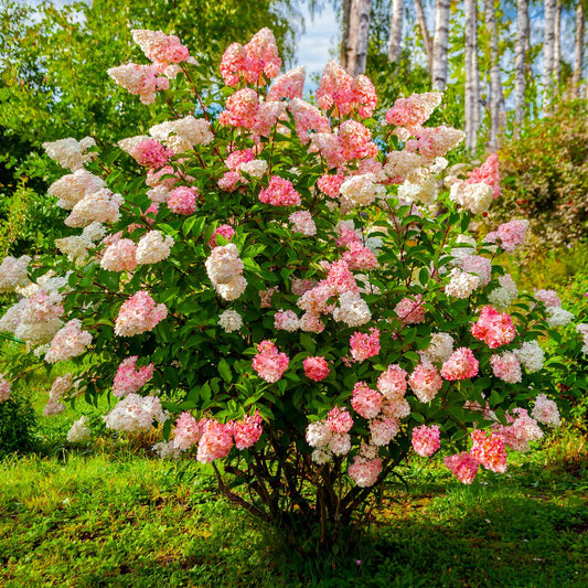 Vanilla Strawberry™ Hydrangea