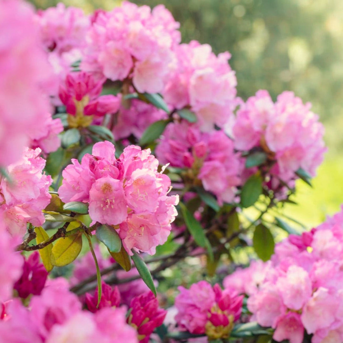 Roseum Pink Rhododendron