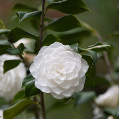 Sea Foam Camellia