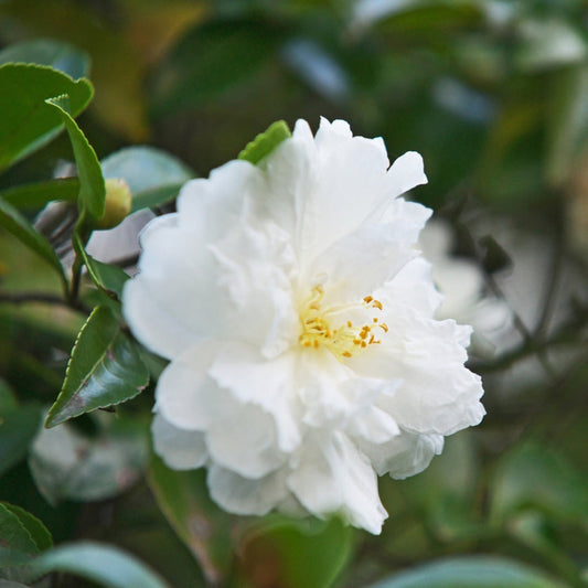 Autumn Rocket Camellia