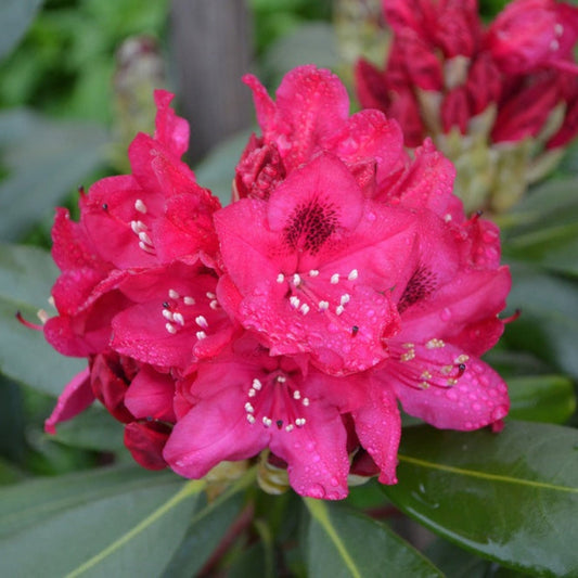 Nova Zembla Rhododendron