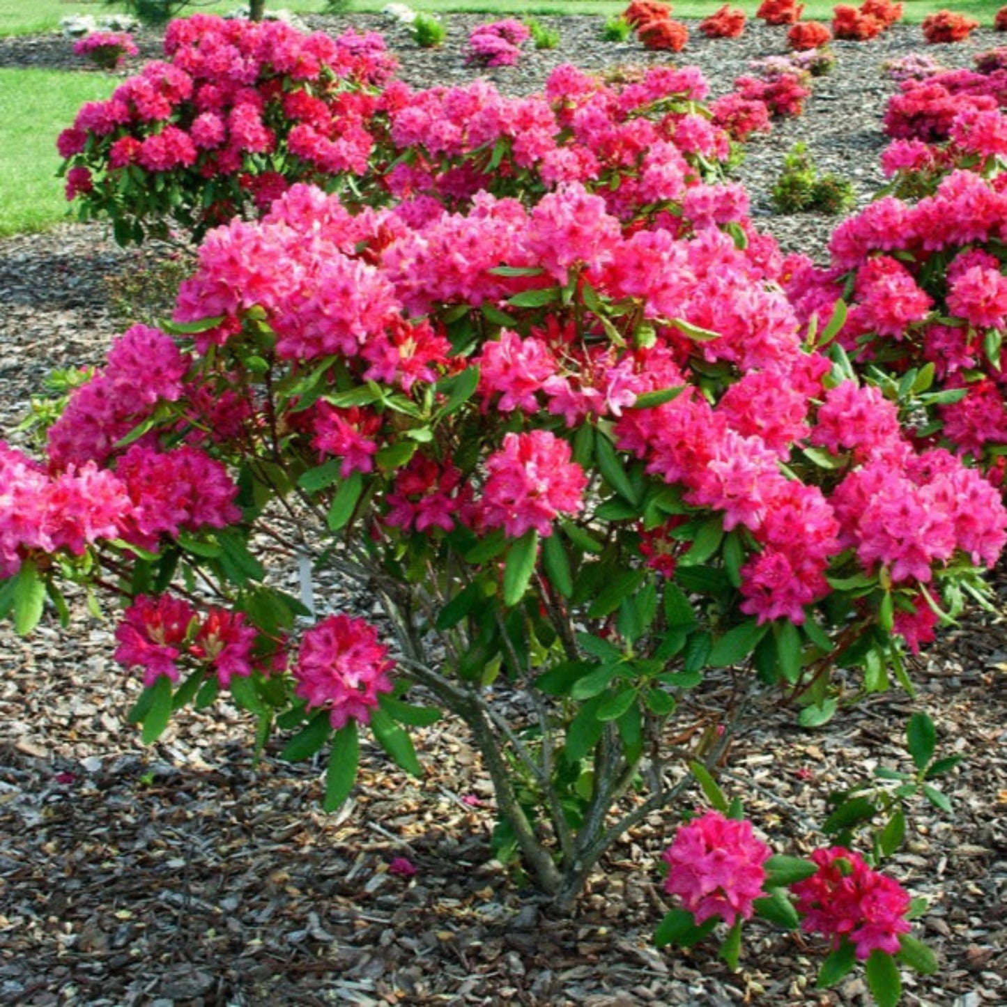 Nova Zembla Rhododendron