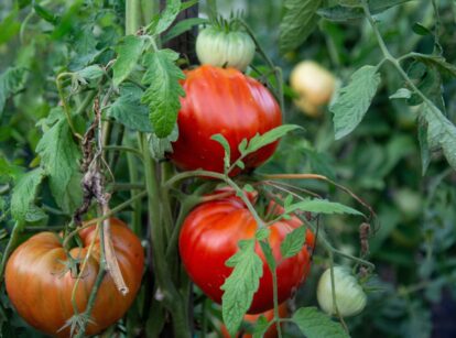 Tomatoes Fruiting in Late Season