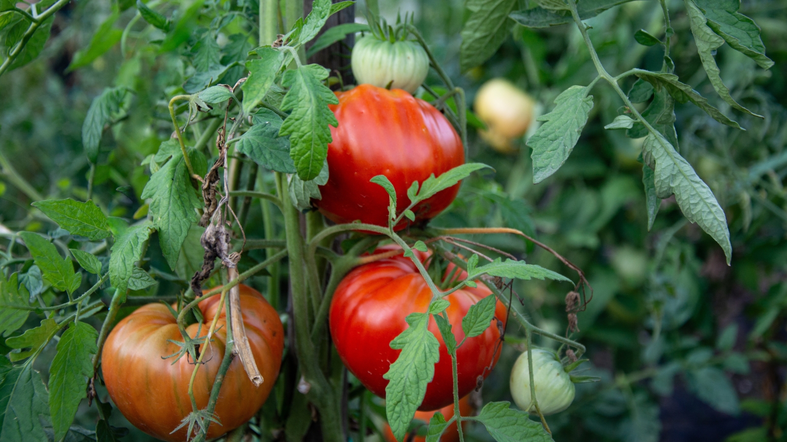 Tomatoes Fruiting in Late Season