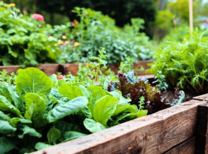 A raised wooden bed with growing cabbage, carrots, various types of lettuce, and other plants.