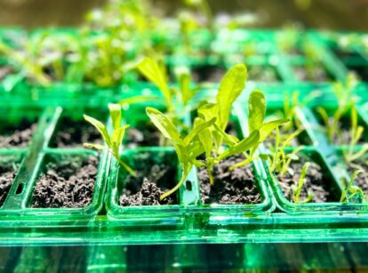 Calendula seedlings in a green seedling tray, illustrating hardening off seedlings.