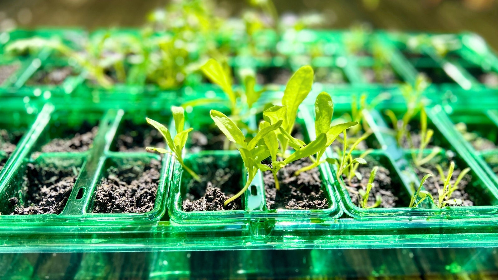 Calendula seedlings in a green seedling tray, illustrating hardening off seedlings.