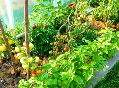 Organic tomato bushes growing in a garden, with green leaves and developing tomatoes.