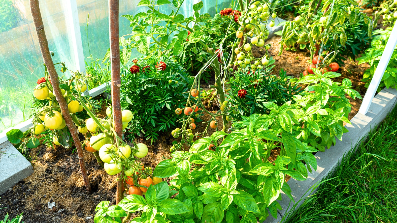 Organic tomato bushes growing in a garden, with green leaves and developing tomatoes.