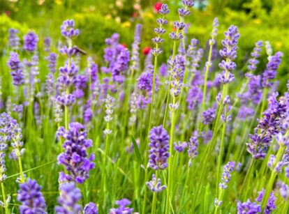 Close-up of purple lavender plants in full bloom, showcasing their vibrant flowers and slender green stems.