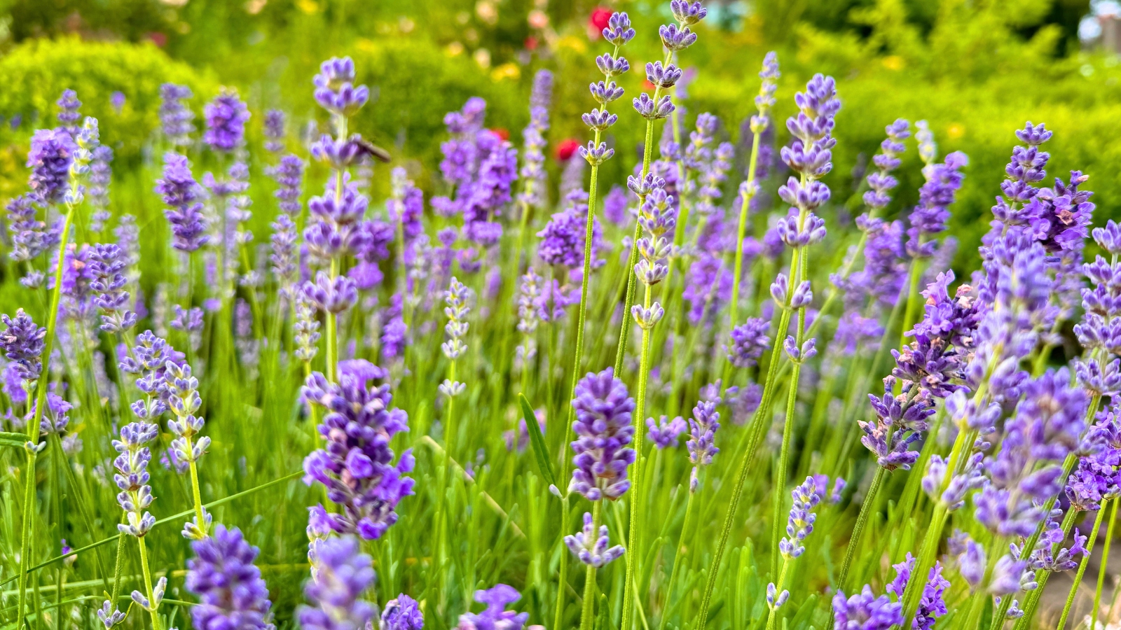 Close-up of purple lavender plants in full bloom, showcasing their vibrant flowers and slender green stems.