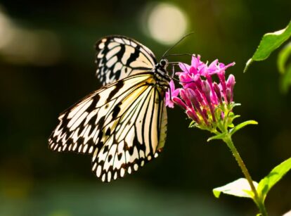 Tree nymph butterfly with white wings featuring intricate black patterns, resting on a bright pink penta flower with clusters of small, star-shaped blooms.