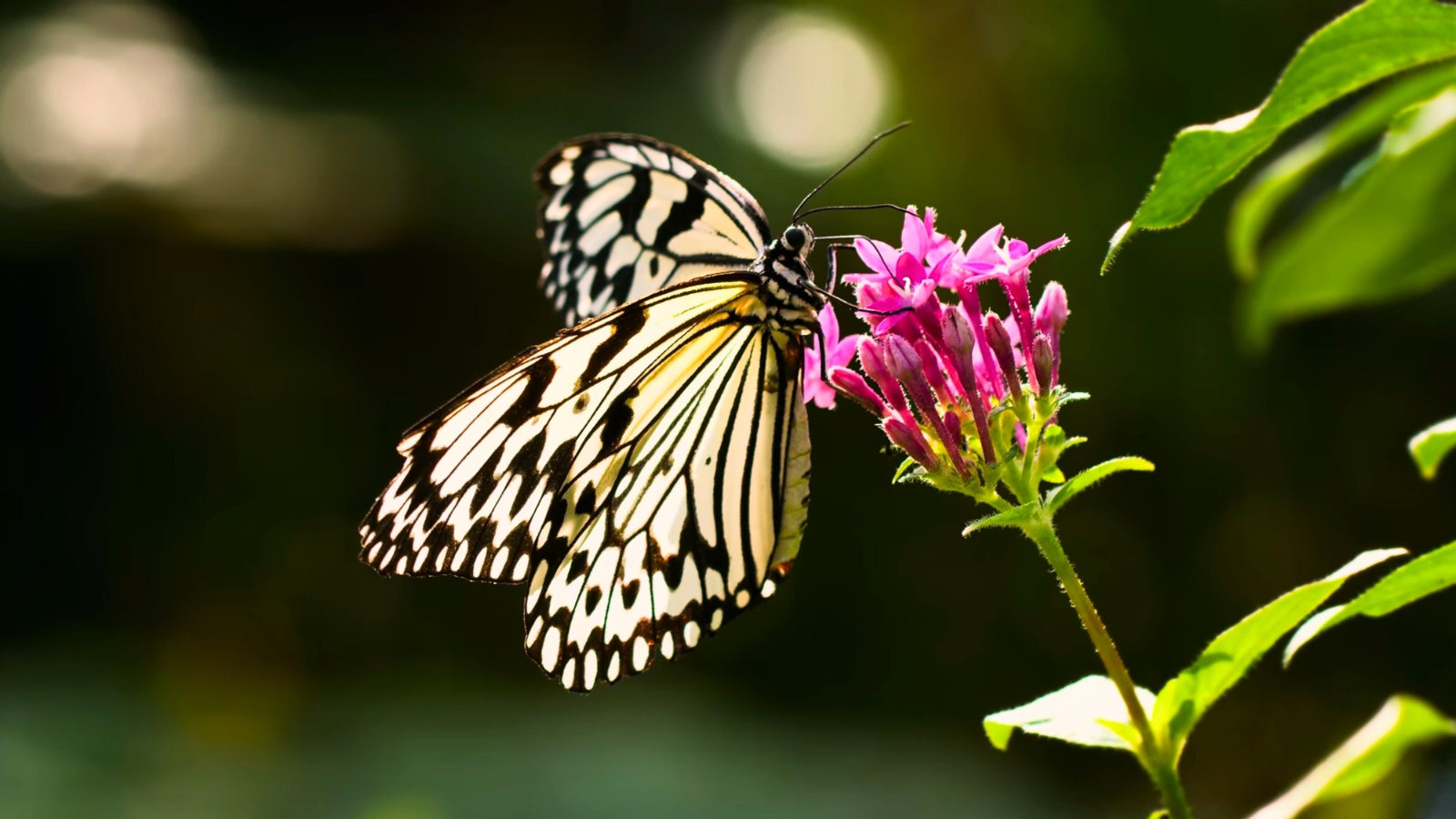 Tree nymph butterfly with white wings featuring intricate black patterns, resting on a bright pink penta flower with clusters of small, star-shaped blooms.