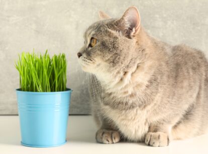 Cute gray cat curiously sniffing fresh green cat grass in a blue pot, placed on a white surface, with the grass blades appearing lush and healthy.