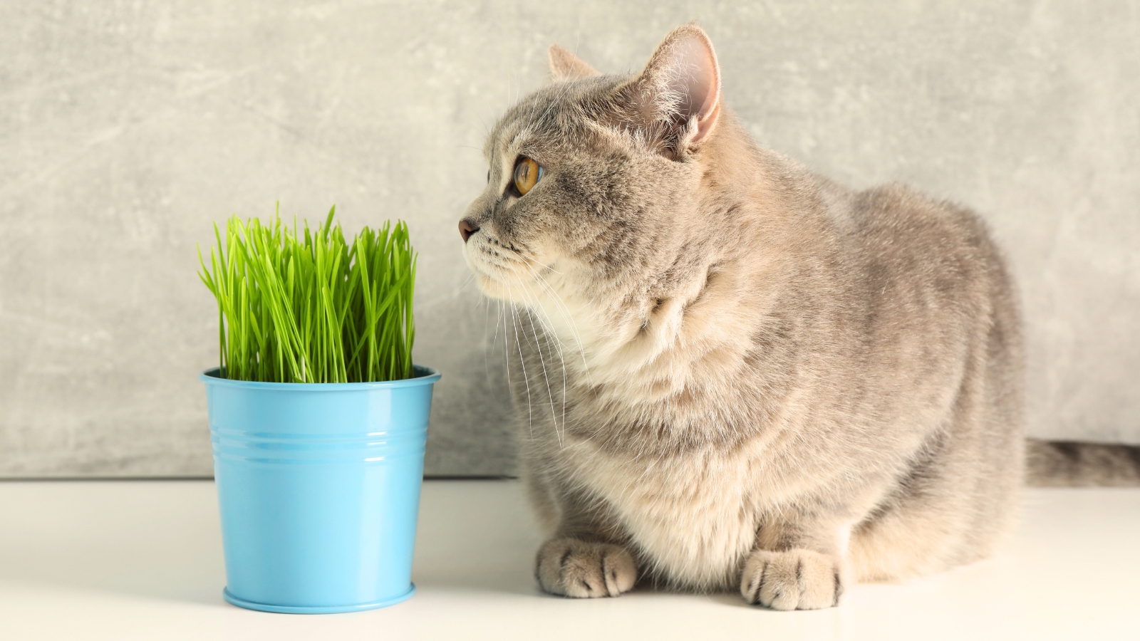 Cute gray cat curiously sniffing fresh green cat grass in a blue pot, placed on a white surface, with the grass blades appearing lush and healthy.