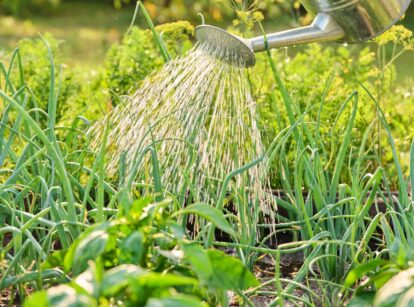 A gardener waters a raised wooden bed with growing onions, peppers, and dill using a large metal watering can.