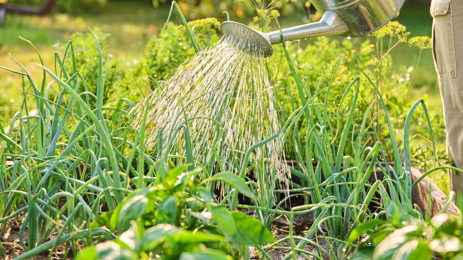 A gardener waters a raised wooden bed with growing onions, peppers, and dill using a large metal watering can.