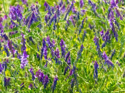 Vicia villosa, a cover crop, with dense green foliage, featuring oval-shaped leaves and clusters of small, delicate purple flowers.