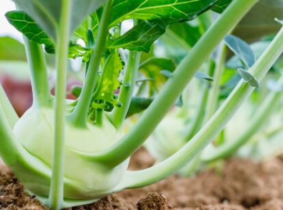 Kohlrabi growing in a sunny garden with green leaves and bulbous stems.