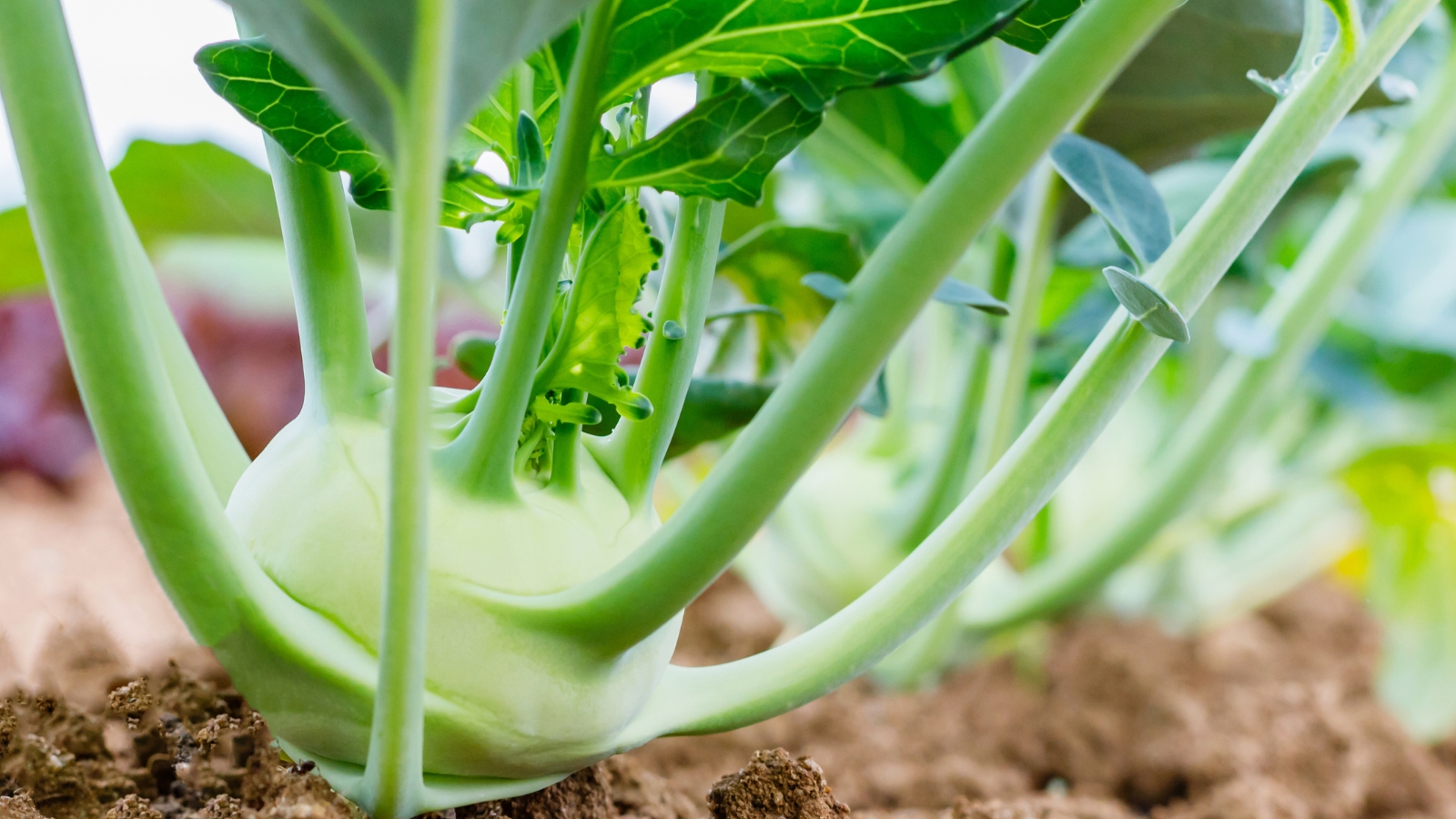 Kohlrabi growing in a sunny garden with green leaves and bulbous stems.