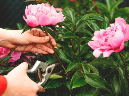 Gardener's hands cutting a pink peony in the garden, highlighting cut-flower gardening.