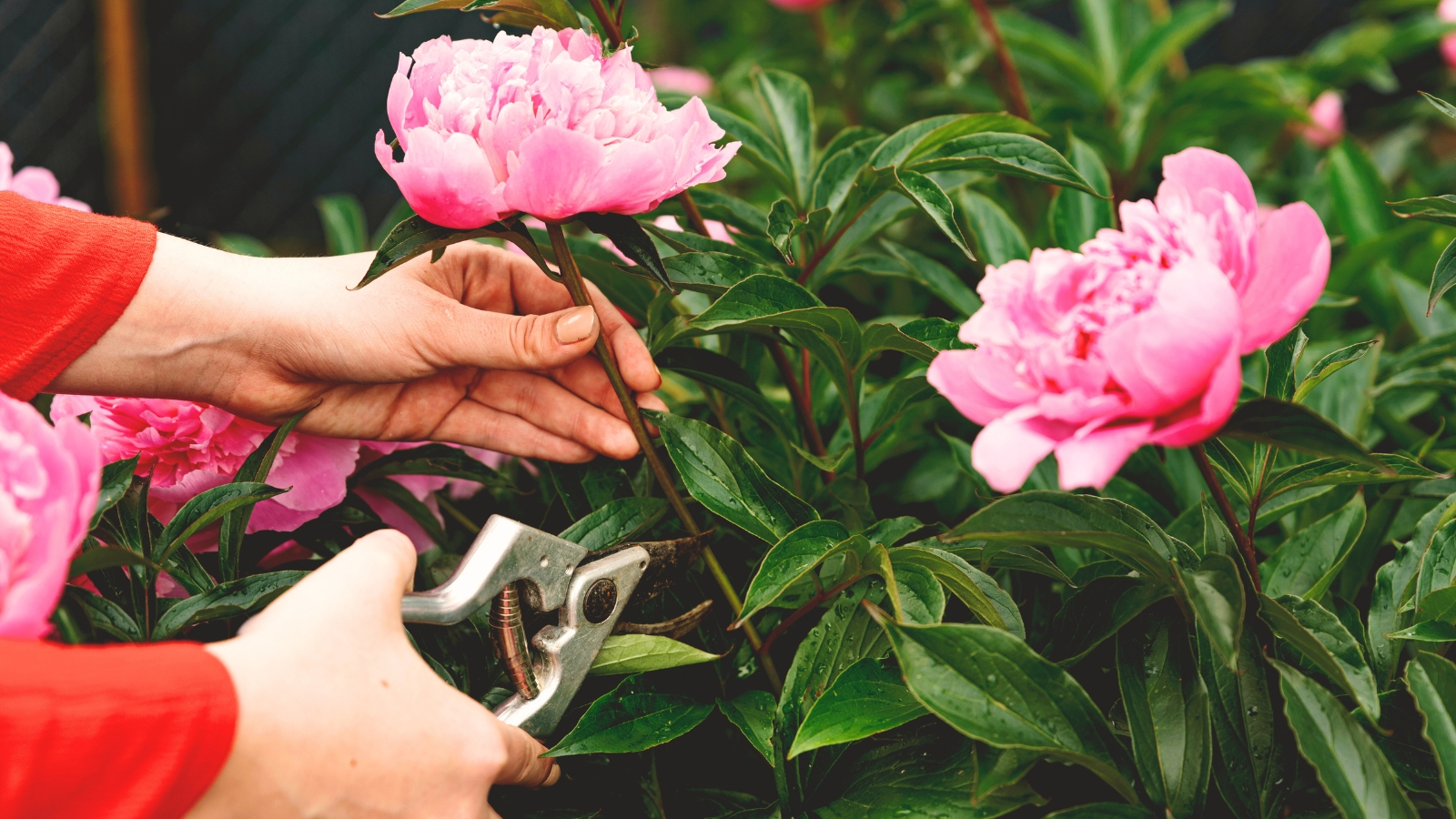 Gardener's hands cutting a pink peony in the garden, highlighting cut-flower gardening.