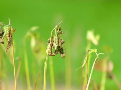 Chili seedling shoots with wilting leaves, showing damping-off symptoms