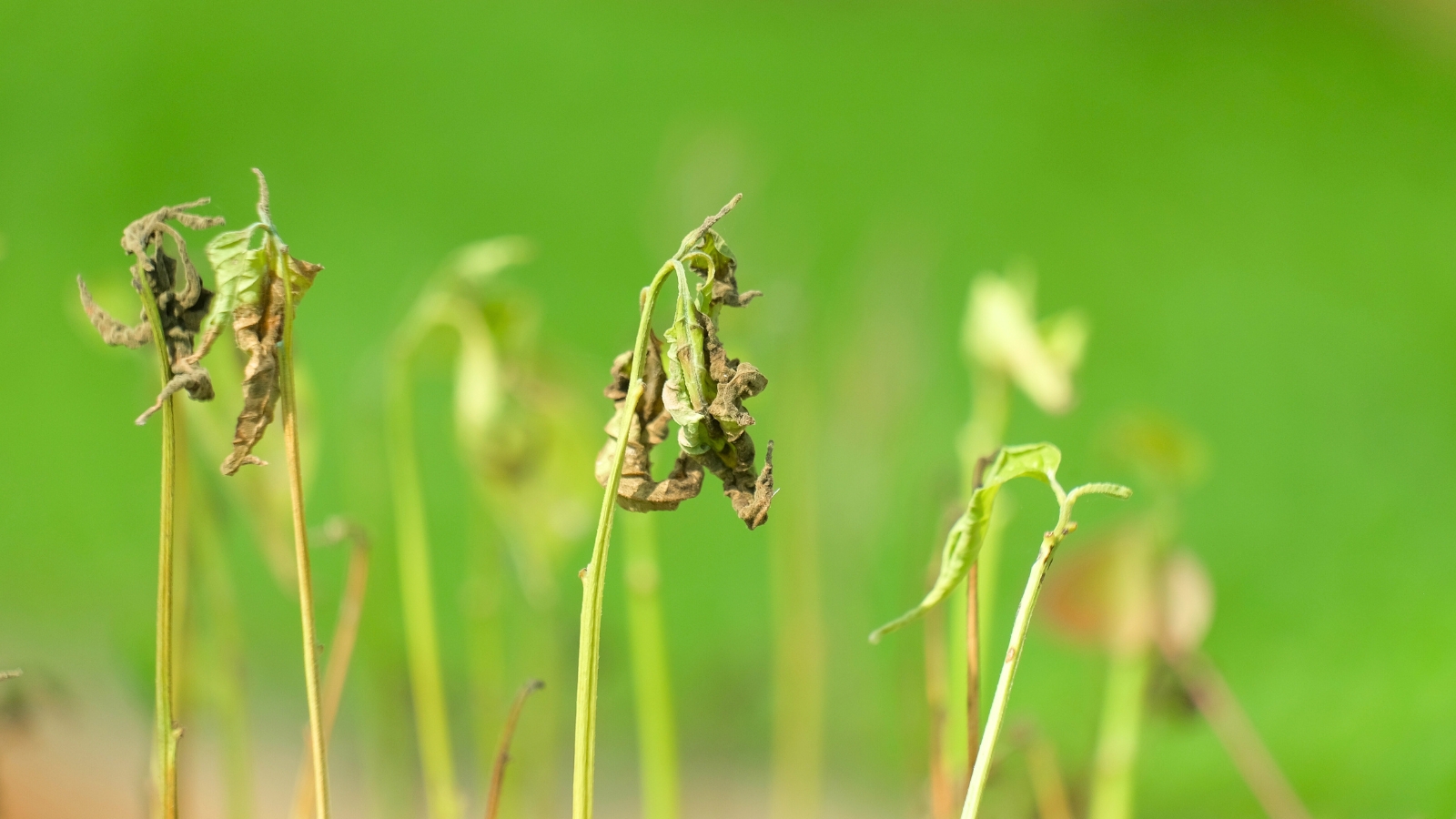 Chili seedling shoots with wilting leaves, showing damping-off symptoms