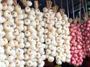 Decorative bunches of garlic with long stems and bulbs hanging from the ceiling of a barn, drying in the natural light.