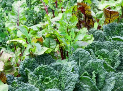 Lettuce, chard, and other leafy plants grow in a partial shade garden bed with vibrant green leaves.