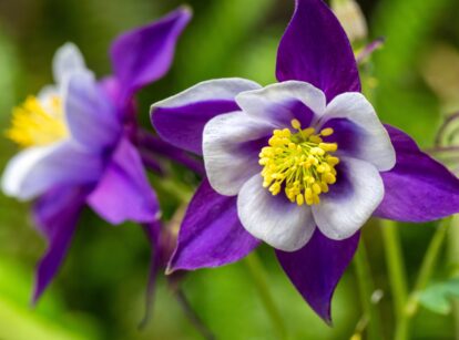 Close-up of a purple Aquilegia caerulea, a fall sown flower, with delicate petals and a yellow center.