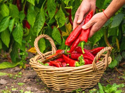 The gardener harvests ripe red chili peppers from a lush green plant into the wicker basket.