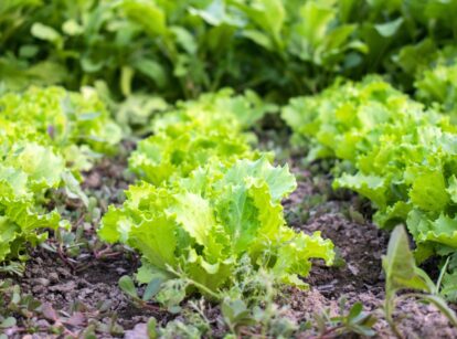 A close-up of a raised wooden bed featuring rows of young lettuce plants with rosettes of bright green, wavy leaves.