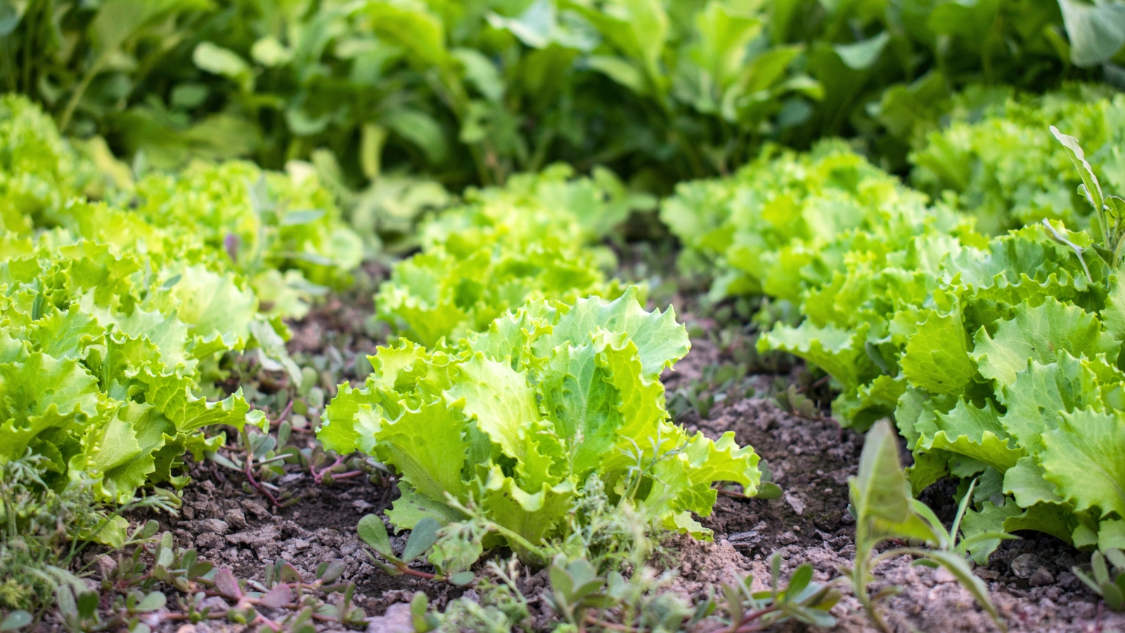 A close-up of a raised wooden bed featuring rows of young lettuce plants with rosettes of bright green, wavy leaves.