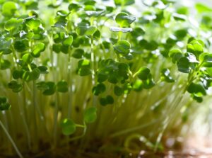 A close-up of microgreen sprouts with delicate, small green leaves and slender stems growing densely in a tray.