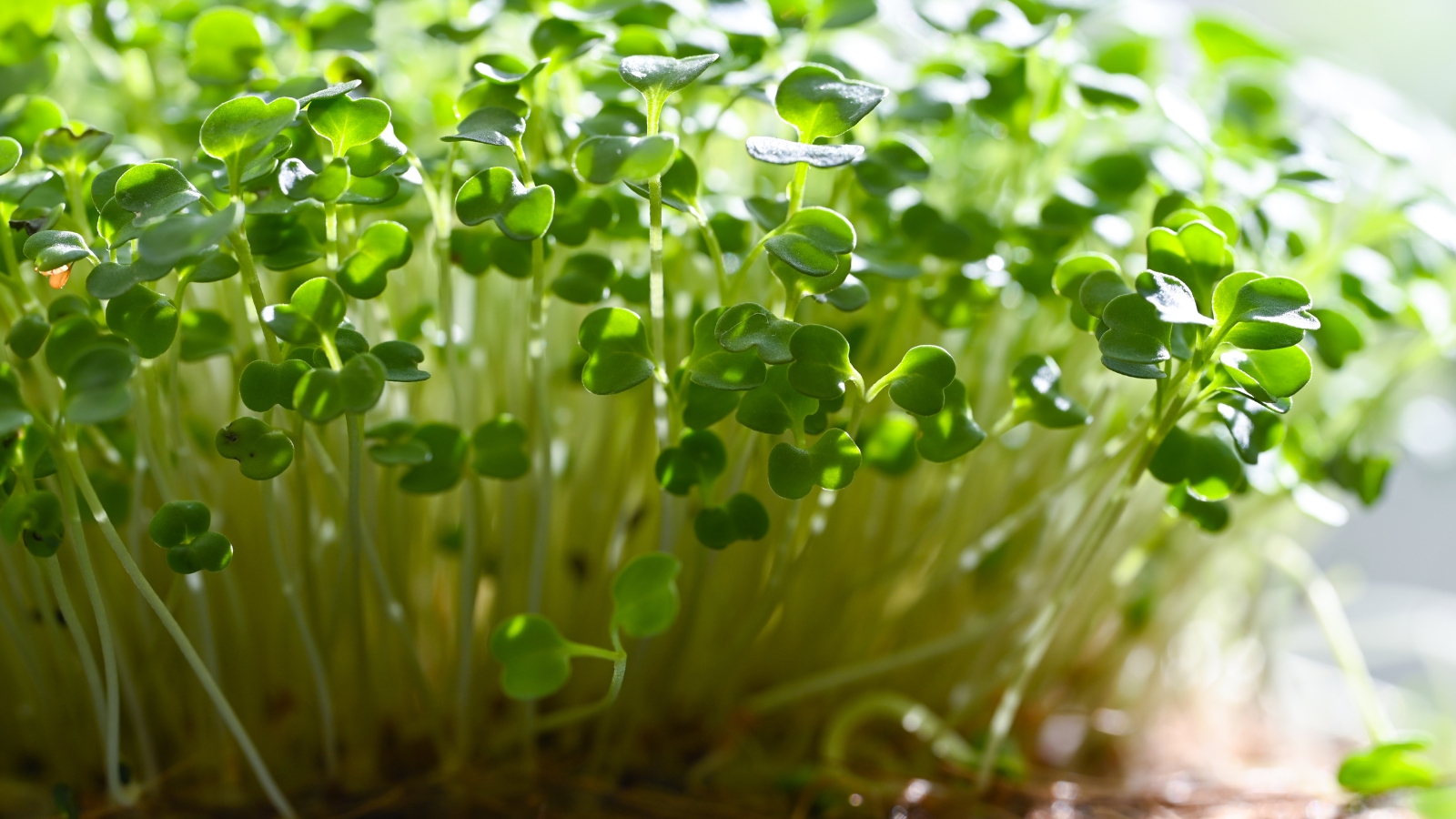 A close-up of microgreen sprouts with delicate, small green leaves and slender stems growing densely in a tray.