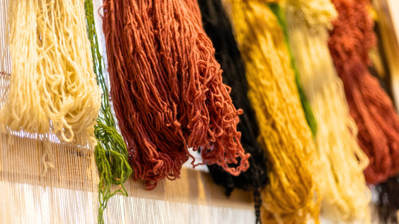 Wool fibers in various colors, dyed with natural dyes, hang from a loom.