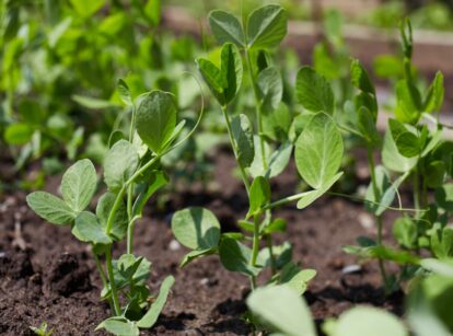 Bed of young green pea plants with vibrant leaves and small tendrils growing in rich, dark soil.