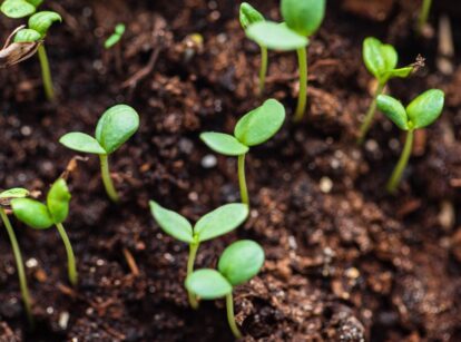 Close-up of young seed sprouts with thin stems and pairs of oval cotyledons growing in dark brown soil.