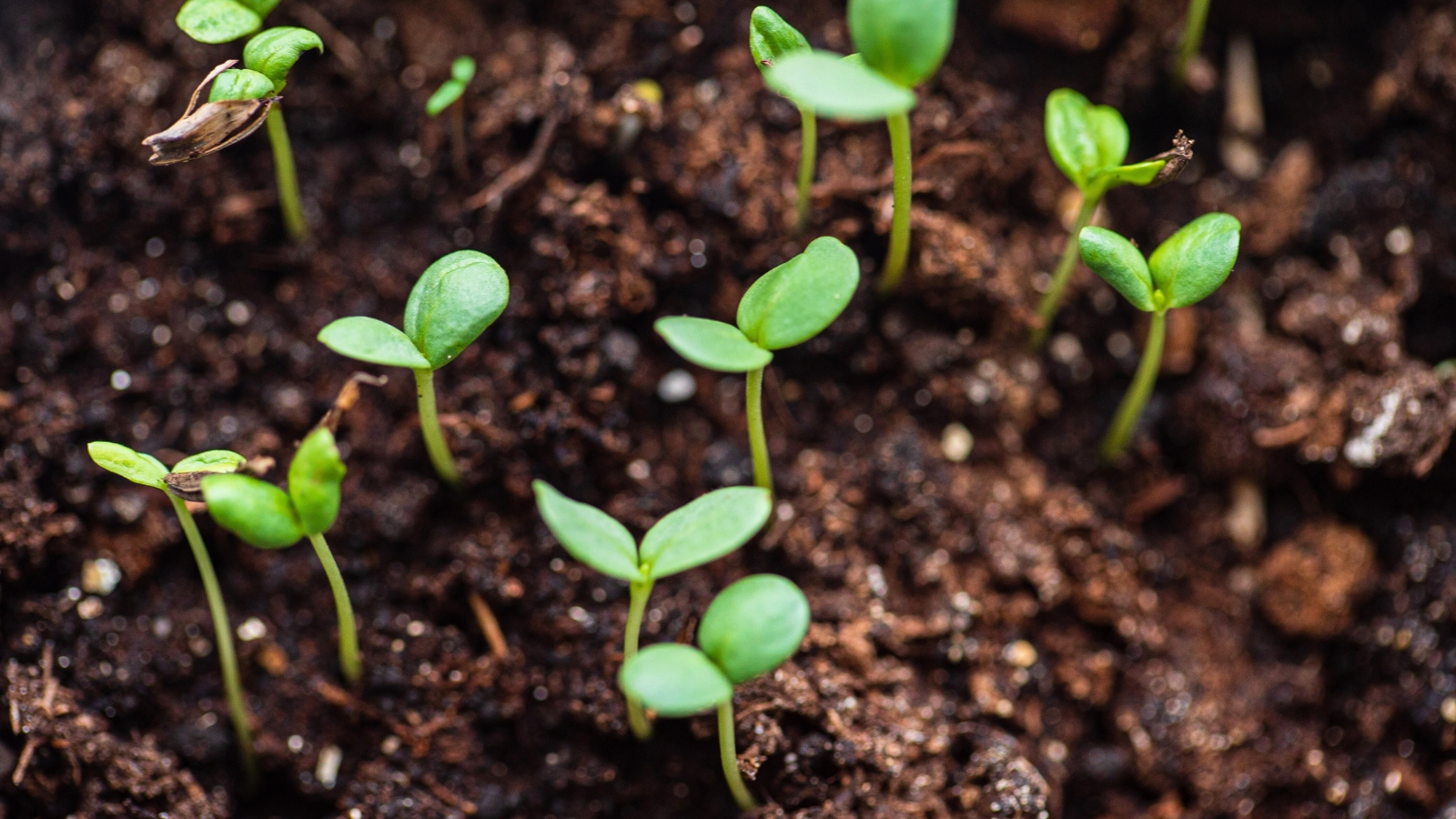 Close-up of young seed sprouts with thin stems and pairs of oval cotyledons growing in dark brown soil.