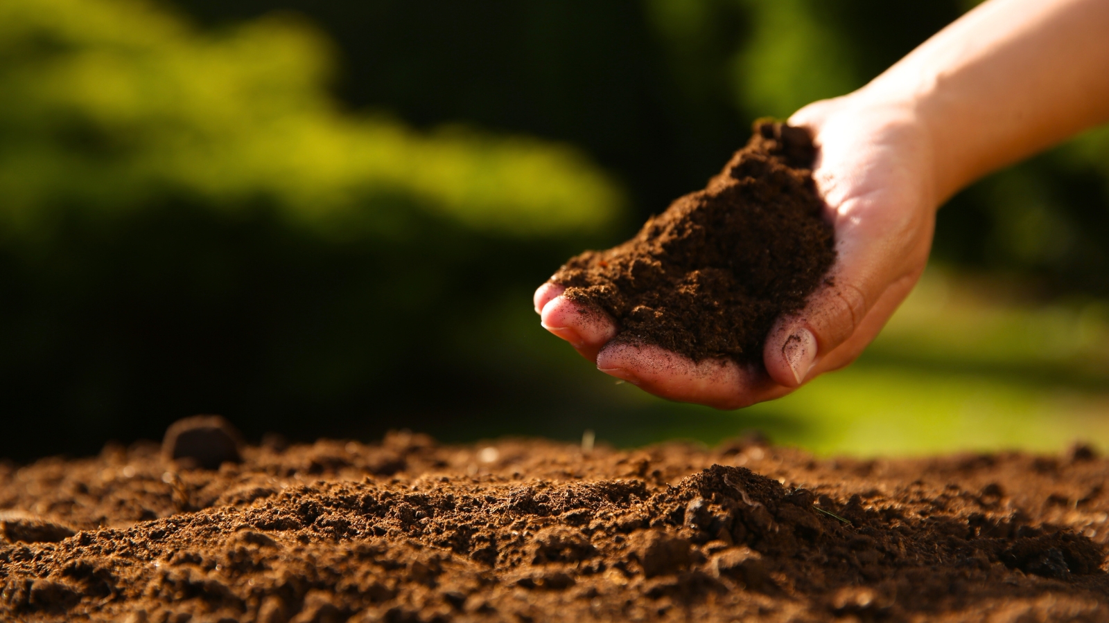 Close-up of a male hand holding a small amount of soil above the ground.