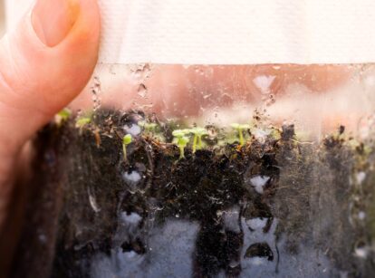 Checking small snapdragon seedlings growing inside a plastic bottle, which germinated after winter stratification outdoors.