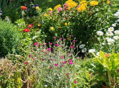 Various colorful flowers, including rose campion, chrysanthemum, Shasta daisy, and zinnia, blooming in a sunny garden.