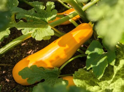 Summer squash plant with large green leaves and bright yellow fruit growing among the foliage.