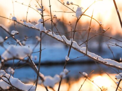 Close-up of tree branches covered in a layer of white snow, glistening in the winter sun.