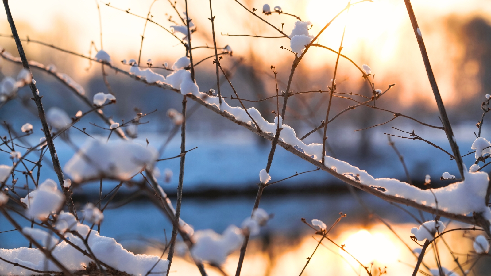 Close-up of tree branches covered in a layer of white snow, glistening in the winter sun.